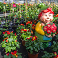 Gartenzwerg inmitten von roten Zierblumen