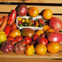 dekorativ angeordnete Tomaten auf einer Bank