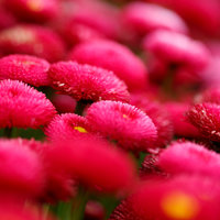 pinke Chrysanthemen