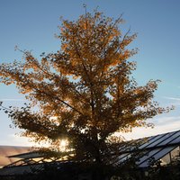 Baum in der Gärtnerei Siegl