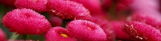 Makroaufnahme von pinken Chrysanthemen