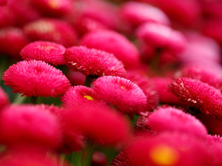 Makroaufnahme von pinken Chrysanthemen