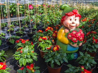 Gartenzwer inmitten von roten Zierblumen