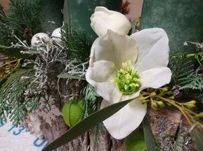 weiße Blume für den Advent